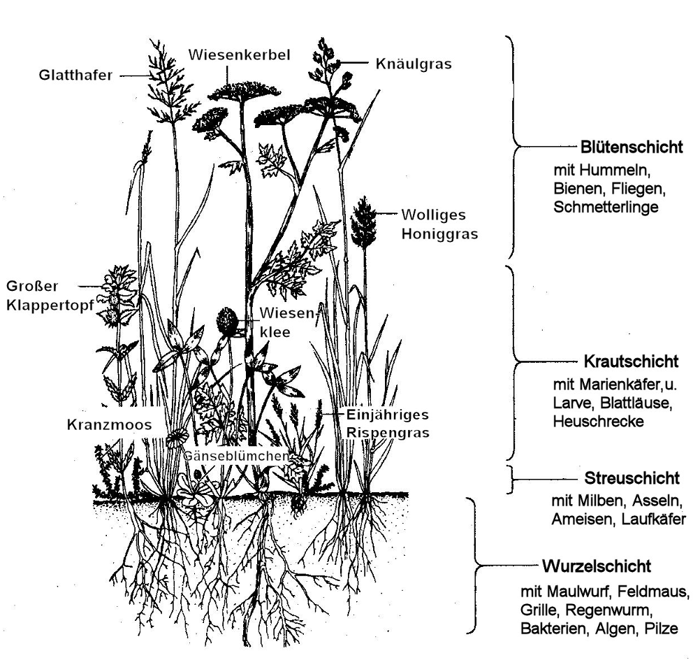 Schematische Schwarz-Weiß-Zeichnung von Wiesenpflanzen mit Beschriftungen und eingezeichneten Vegetations- und Bodenschichten.